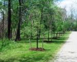 Product Description: This gift is truly a living gift! Your purchasewill help to purchase native plants. Flowers, shrubs, or trees planted in state parks and forests enhance habitat, create plant screens, control erosion, educate visitors, and clean our air. That's a lot of good stuff, because plants DO a lot of good stuff!</br></br>Flowers - $10 |Shrub- $35 |Tree - $50</br></br>(Viable trees especially cost a significant amount of money. These gifts are aggregated into a fund to combine and support important projects when a sufficient amount has been raised.)</br></br>Please send an email to Pam Metzger, our Membership Coordinator, with the name and address of your gift recipient (if you would like your gift card to be mailed directly) or to confirm that you prefer the gift to come directly to you.</br> Living Gift of Native Plants